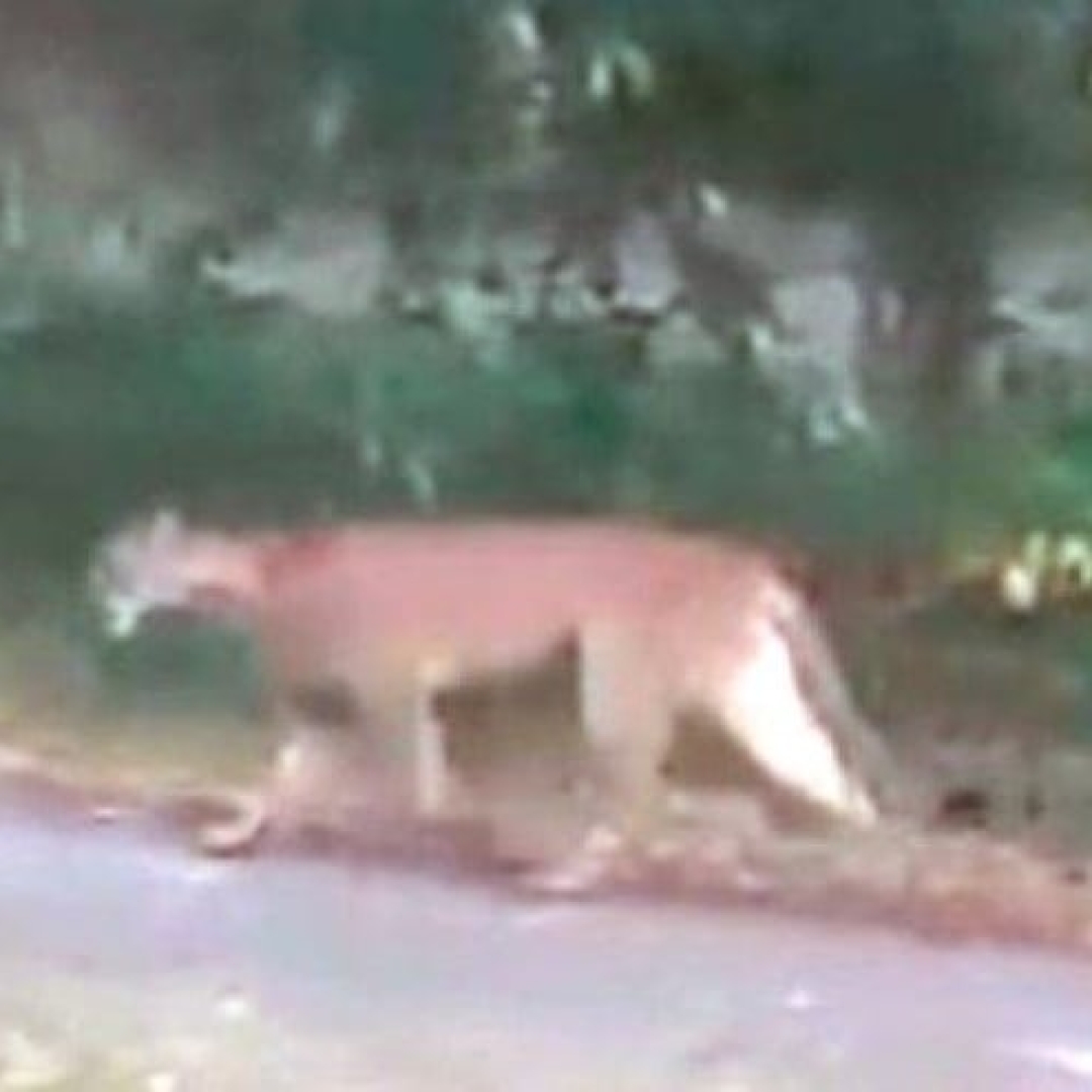 Moradora de Goioerê avista onça-parda na BR-272