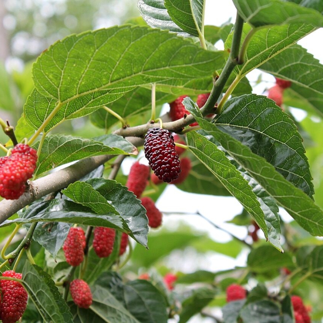 Seis árvores frutíferas para evitar em casa