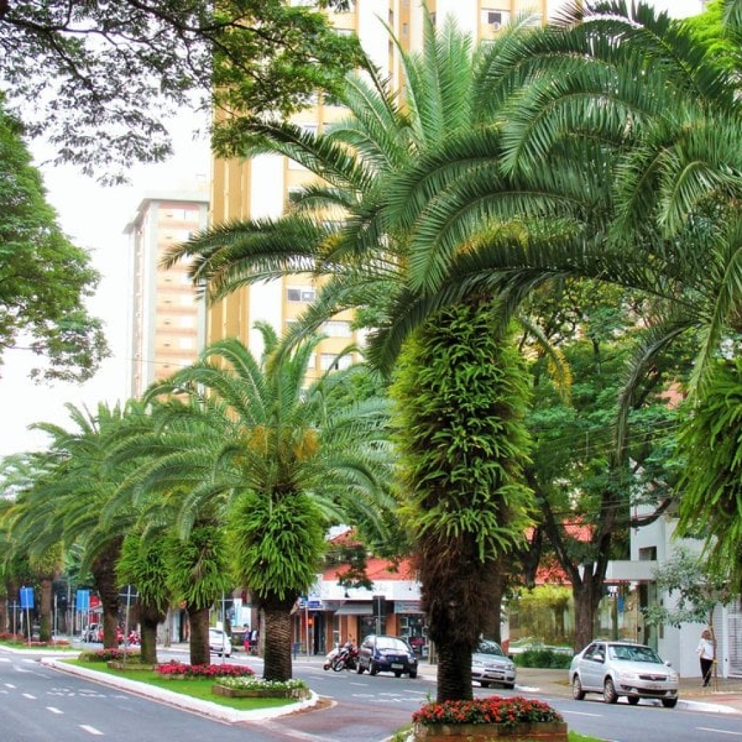 Previsão do Tempo no Paraná e em Maringá