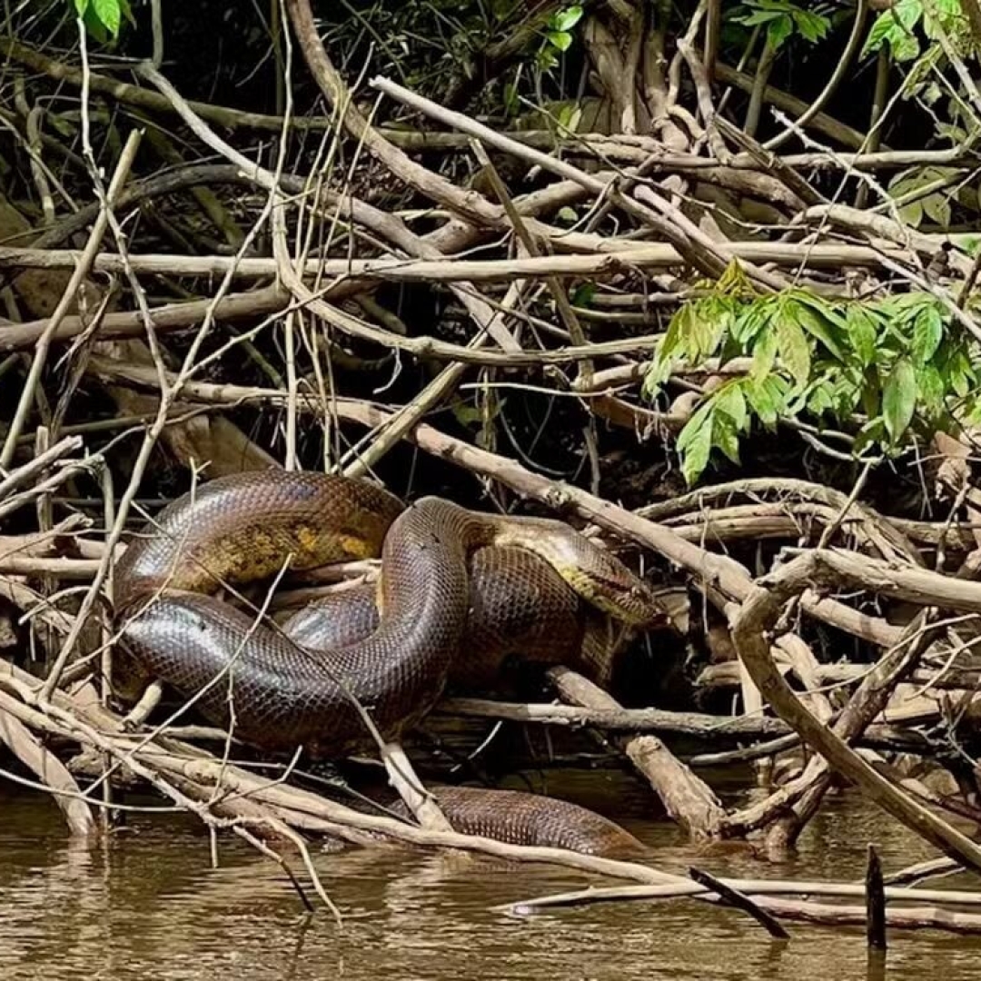 Nova espécie de sucuri gigante descoberta na Amazônia