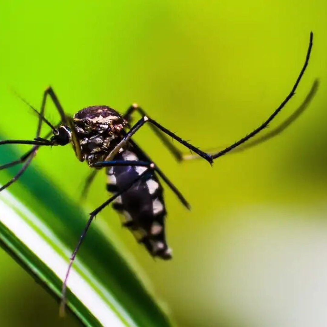 Primeira morte por dengue em São Paulo em 2025