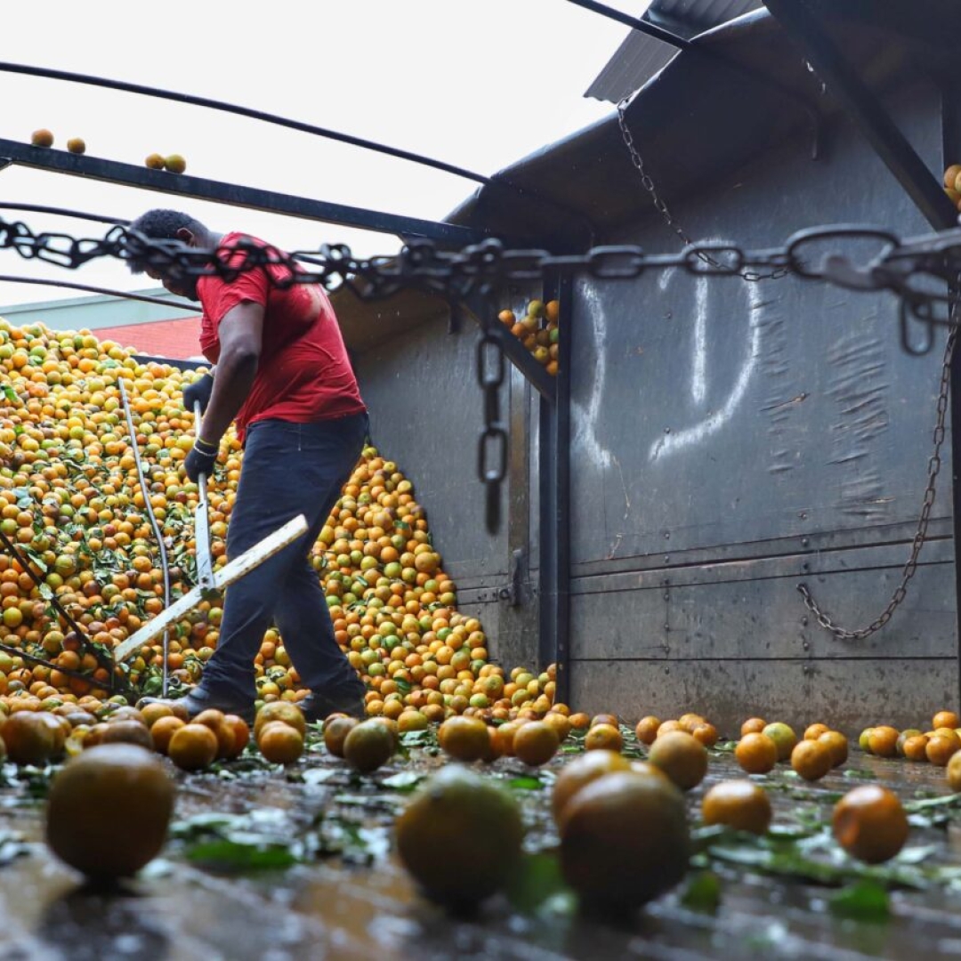 Exportações de frutas do Paraná chegam a US$14 mi em 2024