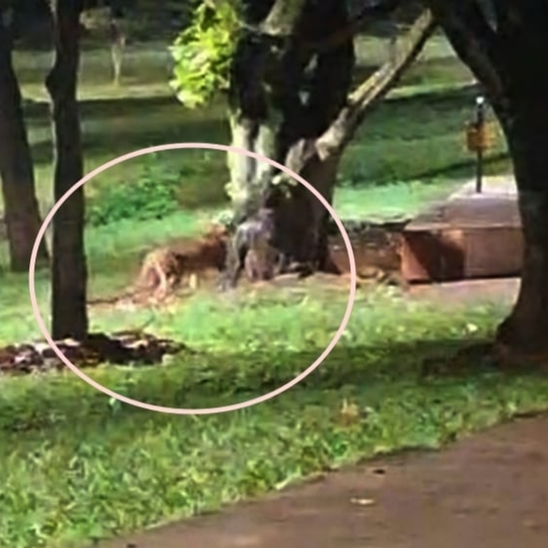 Felino é flagrado em lago no Paraná