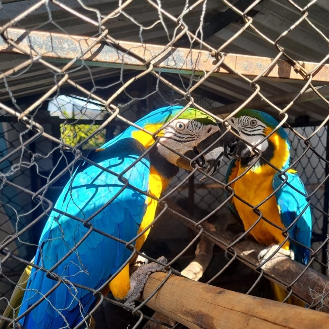 Polícia Ambiental apreende 16 aves nativas em Maringá e região