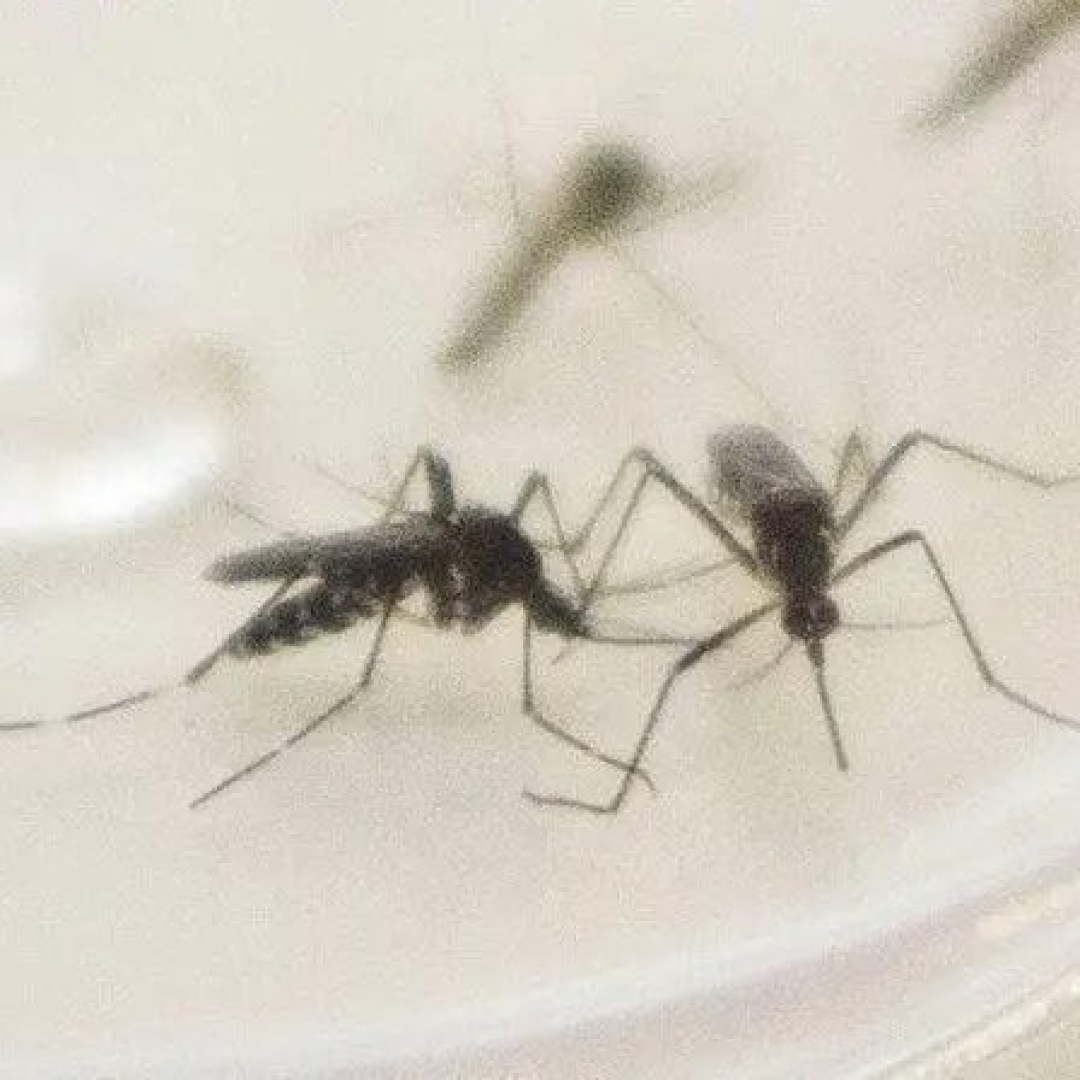 Novo informe semanal da dengue no Paraná confirma mais 950 casos