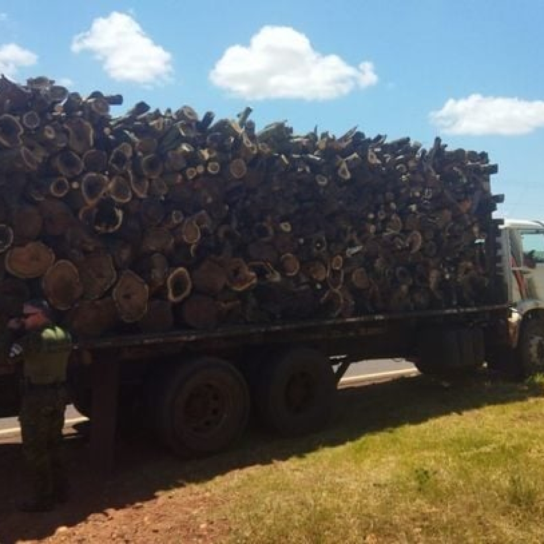 Motorista é multado por transporte ilegal de madeira