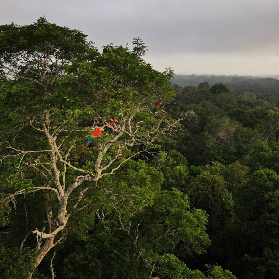 Investidor dos mercados de carbono apoiado pela casa suíça Mercuria se une a ONGs para proteger a Amazônia