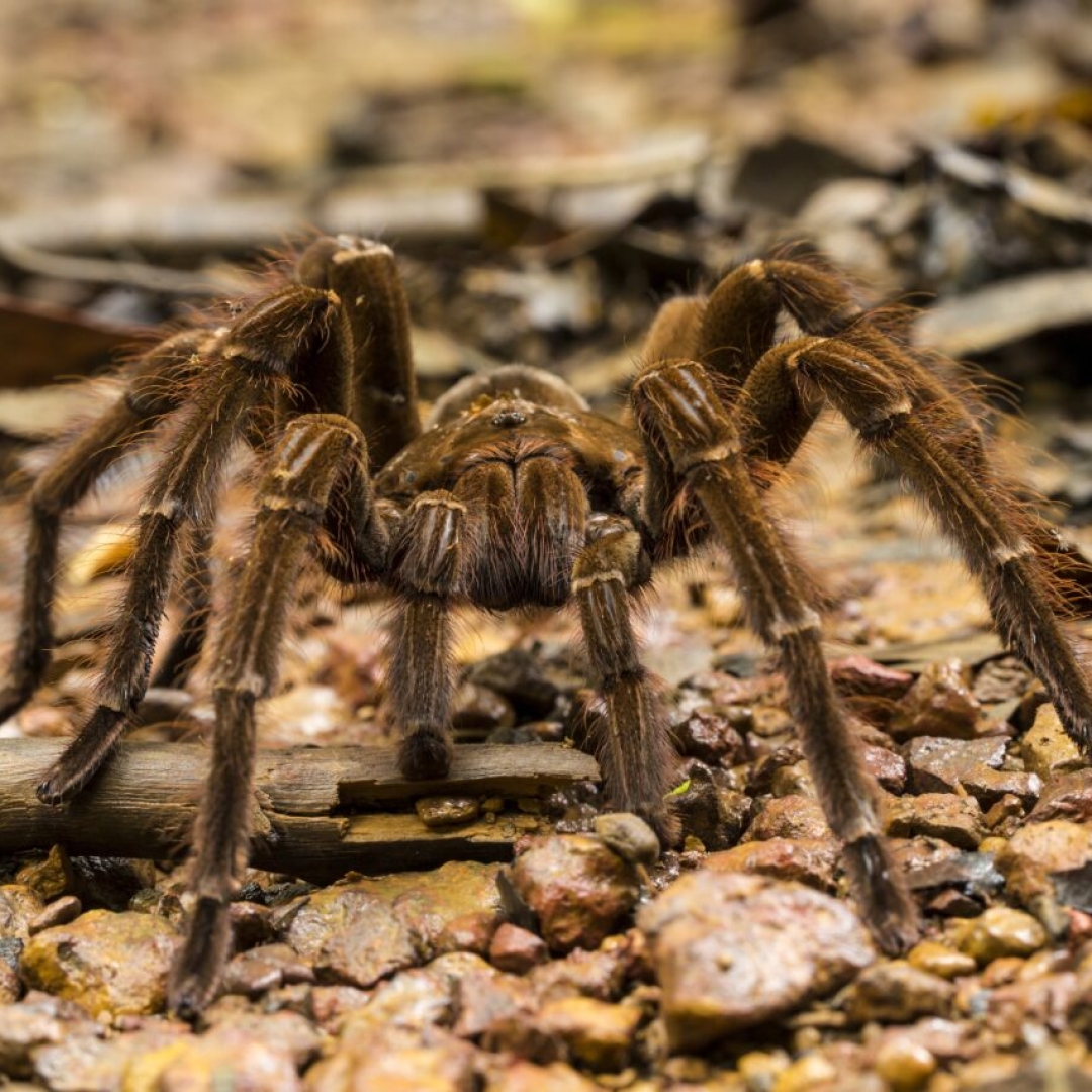 Maior aranha do mundo vive na Amazônia