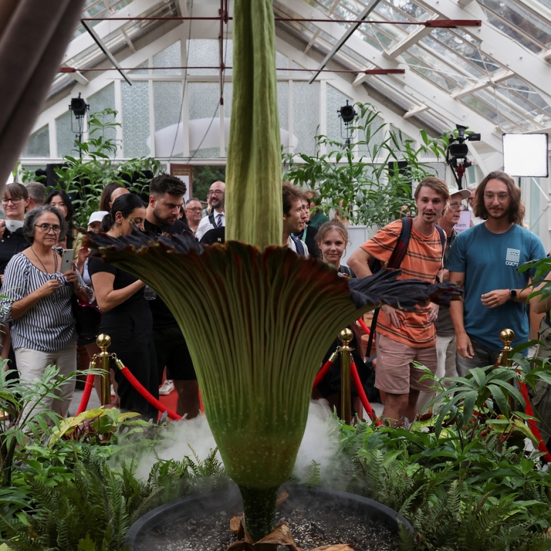 Flor-cadáver floresce em Sydney após década