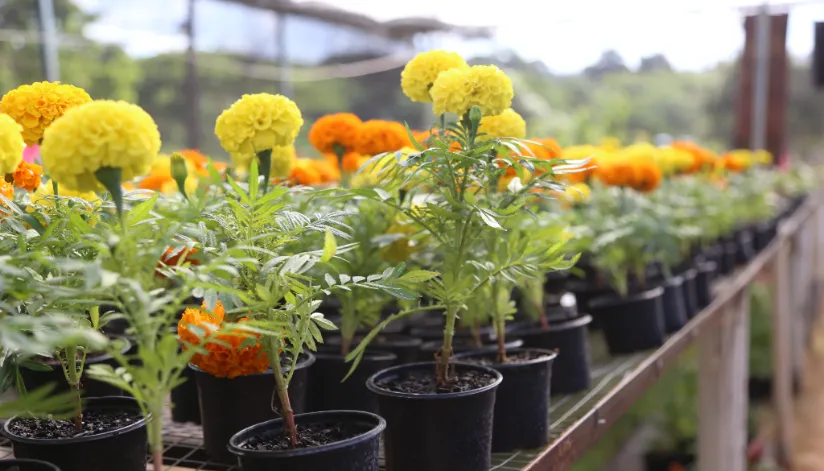 Festa das Flores de Maringá começa hoje no Jardim Piatã