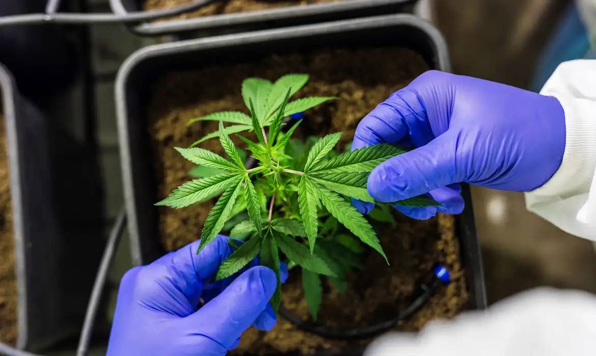 STJ autoriza importação e cultivo de cannabis para fins medicinais, farmacêuticos e industriais