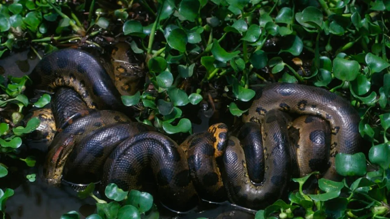 Descoberta nova espécie de sucuri gigante na Amazônia