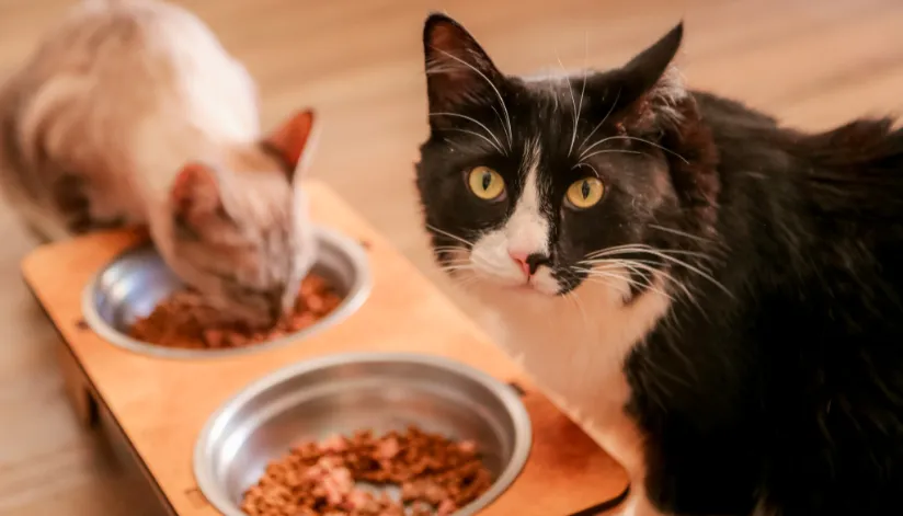 Começam as inscrições para castração gratuita de cães e gatos em Maringá