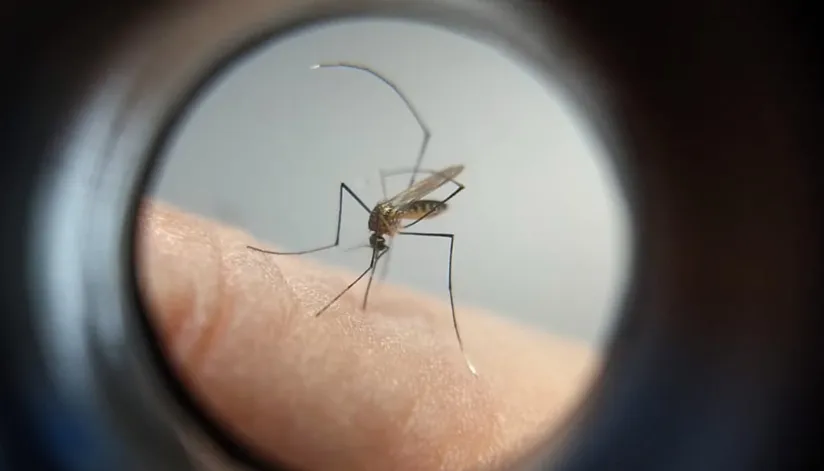 Índice de Infestação do Aedes Aegypti em Maringá é de risco médio