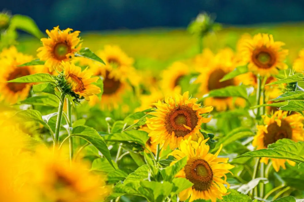 Campo de Girassóis do Eurogarden Maringá não será aberto à visitação neste ano