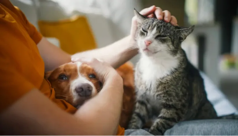 Cadastro Nacional de Animais Domésticos entra em fase final de teste