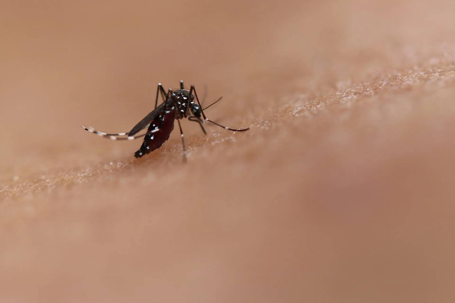 Estado de emergência para a dengue em 21 municípios de SP