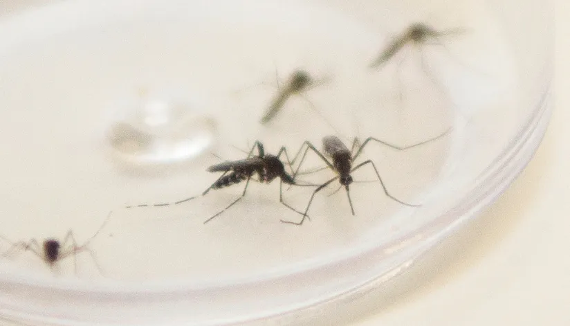 Boletim Epidemiológico Semanal da Dengue no Paraná