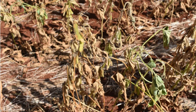 Redução da seca na região Norte do Paraná em dezembro